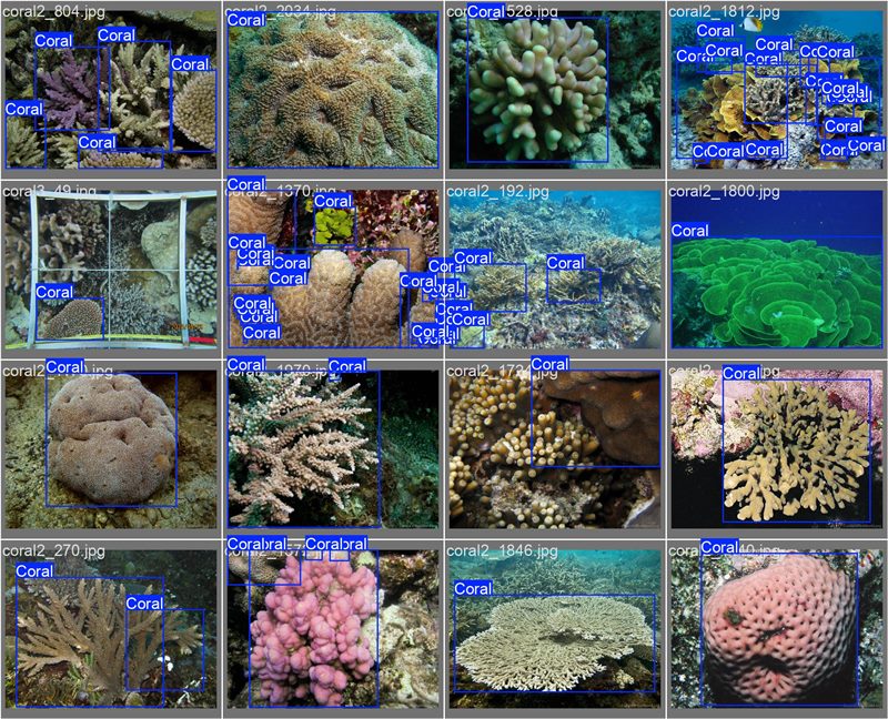 南海珊瑚識別。阿里云供圖