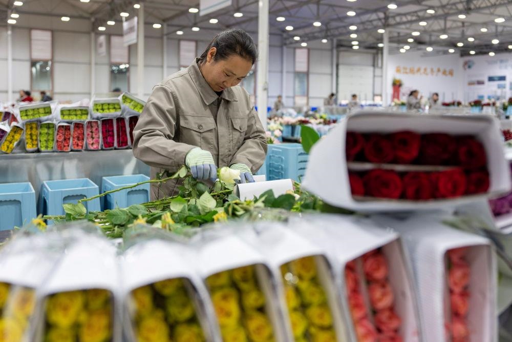 △近日，工作人員在云南麗江現(xiàn)代花卉產(chǎn)業(yè)園包裝鮮花。