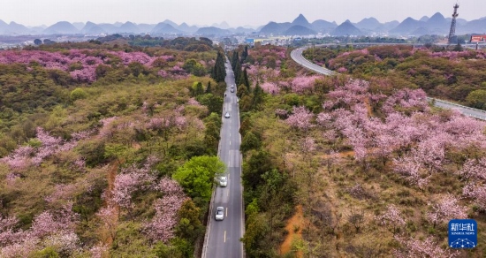 游客驅(qū)車前來清鎮(zhèn)市紅楓湖鎮(zhèn)右二村踏青游玩（4月5日攝，無人機照片）。