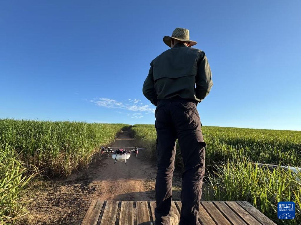 3月25日，在南非夸祖魯-納塔爾省的方廷希爾莊園，飛手操縱無人機為甘蔗林噴灑藥劑。新華社記者 白舸 攝