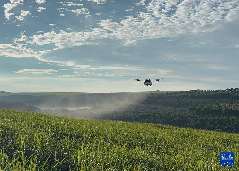 3月25日，在南非夸祖魯-納塔爾省的方廷希爾莊園，中國農(nóng)用無人機為甘蔗林噴灑殺菌劑。新華社記者 白舸 攝