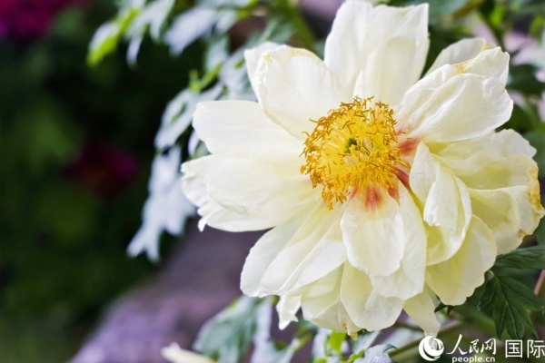 洛陽國家牡丹園牡丹盛開。 人民網(wǎng)記者 魯揚(yáng)攝