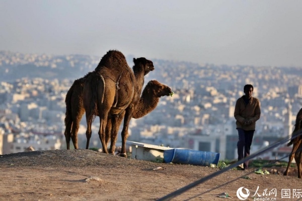 約旦首都阿曼街頭的駱駝。人民網(wǎng) 納達(dá)爾·達(dá)烏德攝