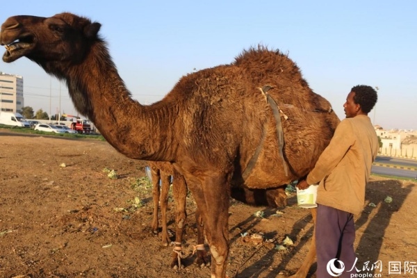 工人在給駱駝擠奶。人民網(wǎng) 納達(dá)爾·達(dá)烏德攝