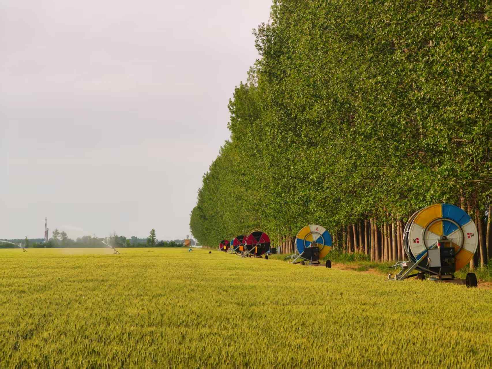 陜西華陰市華西鎮(zhèn)農(nóng)墾農(nóng)場正在作業(yè)的卷盤式噴灌機。受訪者供圖