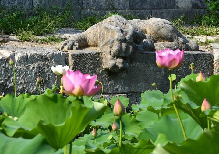 萬寧橋位于北京地安門外大街中部、什剎海東岸，是北京中軸線上最古老的橋梁，至今已有700多年歷史。近年來，北京市持續(xù)為萬寧橋“瘦身減負(fù)”，橋體風(fēng)貌得以完整展現(xiàn)，方便游客走近欣賞，深入了解古橋承載的價值和內(nèi)涵。這是2023年7月18日拍攝的北京萬寧橋橋東的鎮(zhèn)水獸。